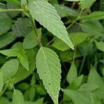 Galeopsis tetrahit Hoja