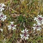 Iberis carnosa Flor