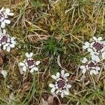 Iberis carnosa Flower