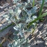 Artemisia stelleriana Leaf