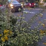 Solidago bicolor Flower