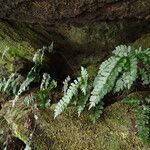 Adiantum vogelii Leaf