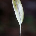 Elaphoglossum aubertii Liść