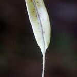 Elaphoglossum aubertii Leaf