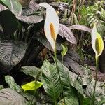 Spathiphyllum friedrichsthalii Blomst