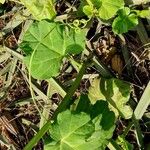 Cissus quadrangularis Leaf