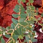 Euphorbia hyssopifolia Blatt