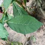 Phytolacca acinosa Likasa