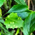 Senecio deltoideus Hoja