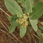 Boscia senegalensis Fruit