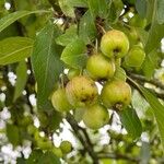 Malus sylvestris Fruchs