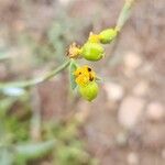 Euphorbia gedrosiaca