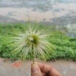 Albizia lebbeckFlower