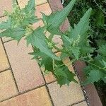 Atriplex micrantha Leaf