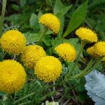 Tanacetum bipinnatum Flor