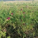 Medicago sativaFlower