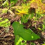 Inula heleniumFlors