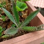 Kalanchoe daigremontiana 葉