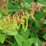 Desmodium intortum Fruit