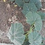 Cucurbita moschata Плод