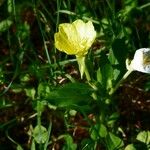 Oenothera parvifloraFolha