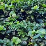 Passiflora edulis फल