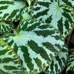 Begonia imperialis Hoja
