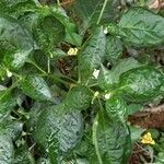 Capsicum annuumFolla