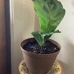 Ficus lyrataList