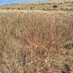 Indigofera arrecta Fruto