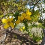 Senna surattensis Flower