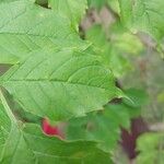 Campsis radicans Leaf