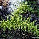 Asparagus umbellatus Leaf