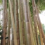 Phyllostachys vivax Bark