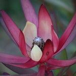 Leucadendron salignum Blomma