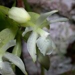 Epidendrum octomerioides Květ