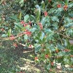 Ilex aquifolium葉