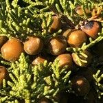 Juniperus phoenicea Meyve