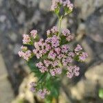 Centranthus calcitrapaeফুল