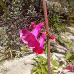 Penstemon parryi Flower