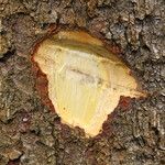 Afzelia bipindensis Casca