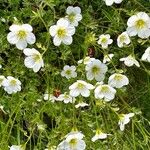 Saxifraga hypnoides Květ