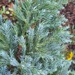 Juniperus squamata Fuelha