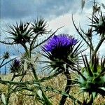 Cynara humilis Cvet