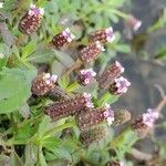 Phyla nodiflora Flors