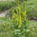 Veratrum lobelianum पत्ता