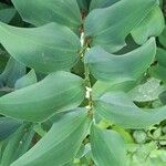 Polygonatum multiflorum Blatt