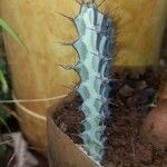 Euphorbia greenwayi Corteza