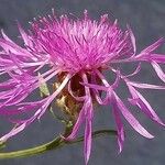 Centaurea jacea 花
