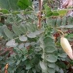 Colutea orientalis Hoja